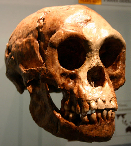 Teschio di Homo floresiensis (FunkMonk)