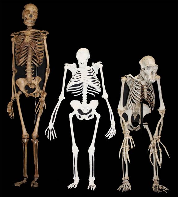 Da sinistra: un Homo sapiens, un Au. sediba, e un Pan troglodytes (Lee R. Berger and the University of the Witwatersrand)