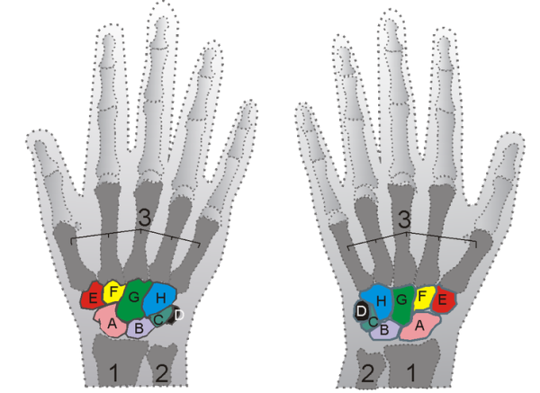 Le ossa della mano, il metacarpo è indicato con il numero 3 (wikipedia)