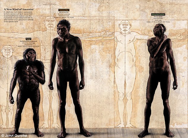 Da sinistra: un australopiteco, un Homo erectus, un Homo naledi (John Gurche)